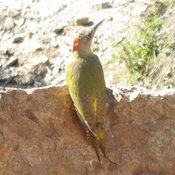 Levaillant's Woodpecker